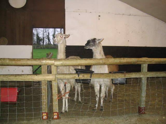 goats 029.jpg