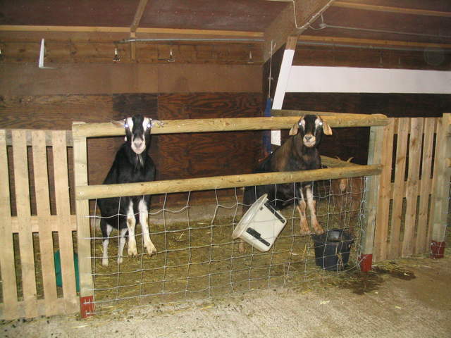 goats 030.jpg