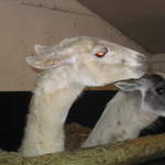 goats 034.jpg