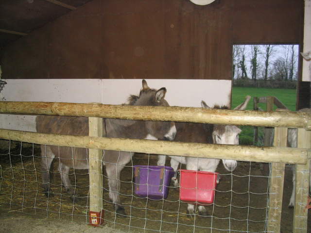 goats 035.jpg