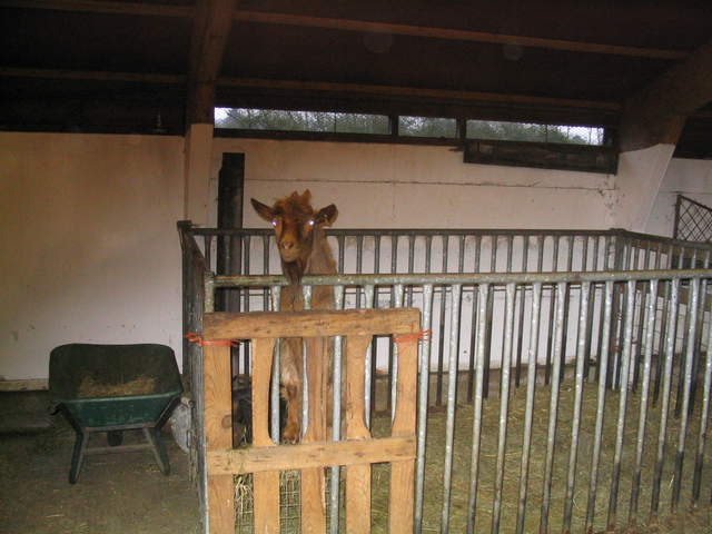 goats 037.jpg
