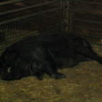 goats 041.jpg