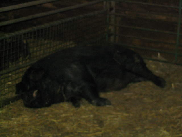 goats 041.jpg