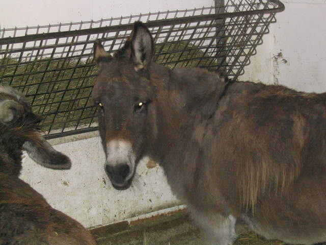 goats 044.jpg