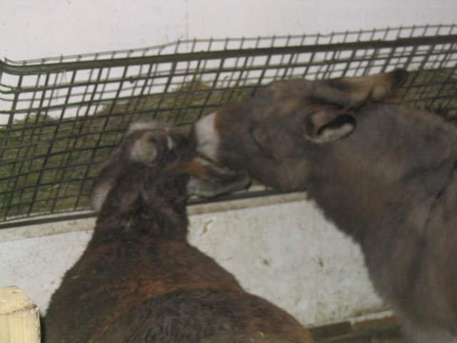 goats 045.jpg