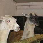 goats 047.jpg