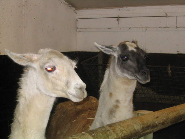 goats 047.jpg