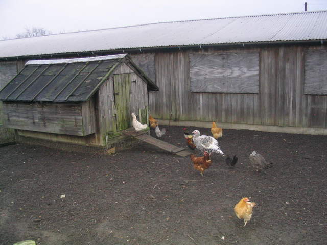 goats 053.jpg