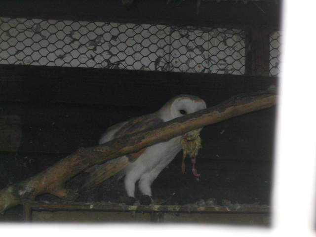 goats 057.jpg