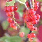 Redcurrant Red Star