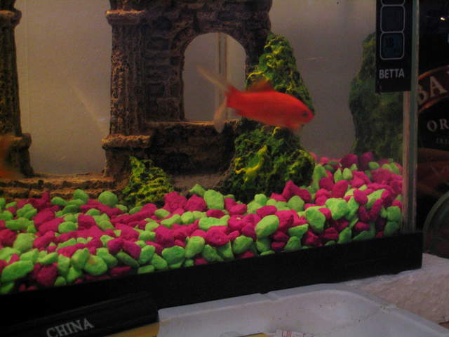fish 038.jpg