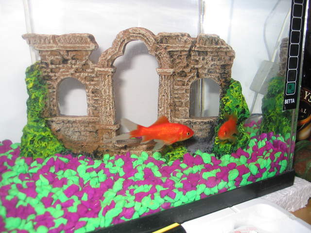 fish 041.jpg