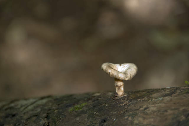 DSC_0071.JPG