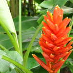Orchid Garden, Botanic Gardens