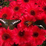 australia2011 022.jpg