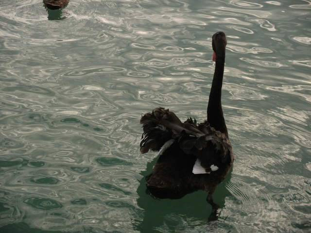 Black swans on the Swan River