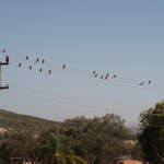 Galahs on the telegraph lines
