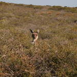 On of the 3 kangaroos we saw, the only one which stayed still long enough to photograph!