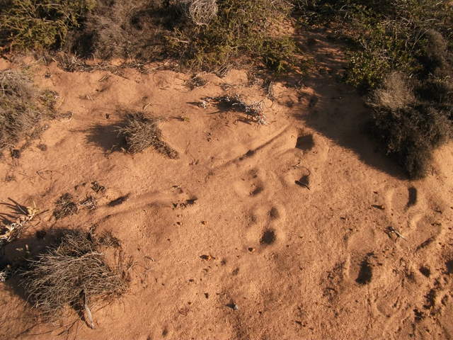 Kangaroo tail trails