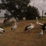 australia2011 113.jpg