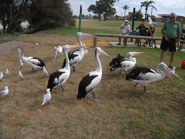 Feeding time for the pelicans at Kalbarri