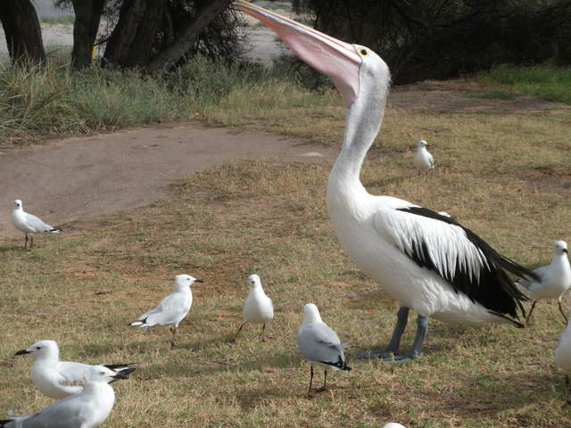 australia2011 117.jpg