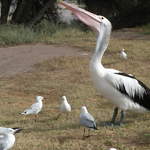 australia2011 117.jpg