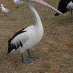 australia2011 119.jpg