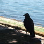 australia2011 187.jpg