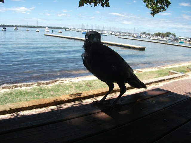 australia2011 193.jpg