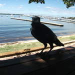 australia2011 193.jpg