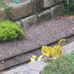 Tiger cubs playing by the railway