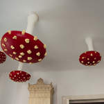 Toadstools in the hostel