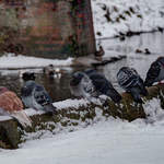 Cold pigeons