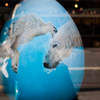 Polar Bear Ballet