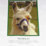 Nicholas-Llama-Certificate.jpg