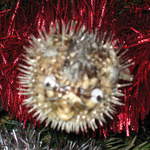 Spikey fish on the tree!
