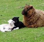 New Lambs at Guestling