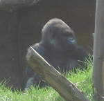Gorilla in the Gorilla Kingdom
