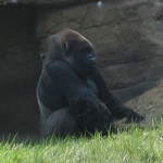 Gorilla in the Gorilla Kingdom