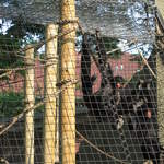Red-faced black spider monkeys, with new baby