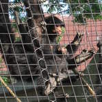 Red-faced black spider monkeys, with new baby