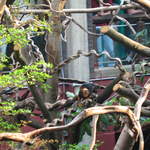 Golden-headed lion tamarin in the Clore Rainforest Lookout 