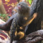 Pygmy marmoset in the Clore Rainforest Lookout 