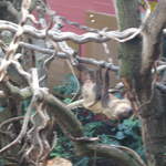 Sloth in the Clore Rainforest Lookout 