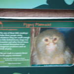 Pygmy Marmoset