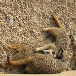 Sleeping Meerkats