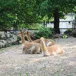 Alpacas at Warsaw Zoo
