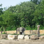 Elephant at Warsaw Zoo
