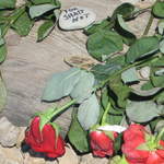 Roses at the entrance to Birkenau